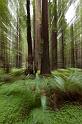 120 Redwood